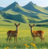 WWW,63jjj·COM网站APP
